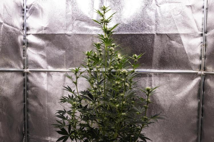 Royal Cheese - Farm #22. Week 5 - Royal Cheese - Day 35.