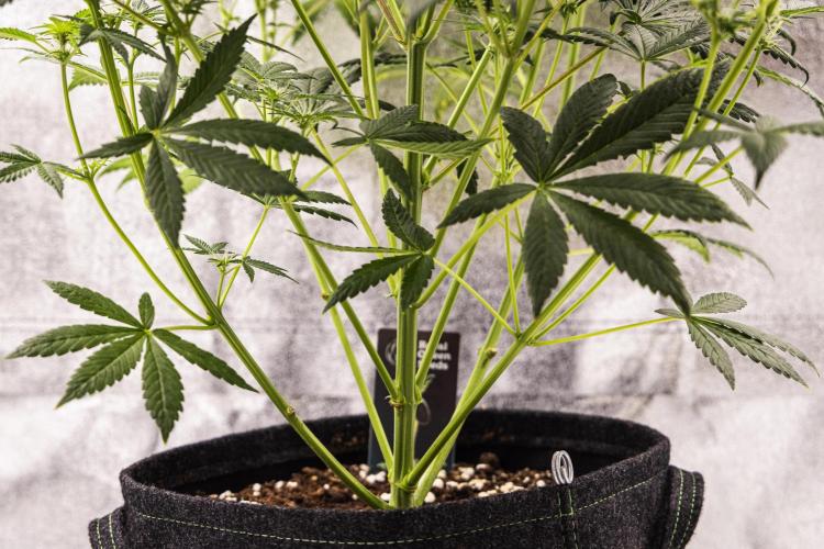 Royal Cheese - Farm #22. Week 5 - Royal Cheese - Day 35.