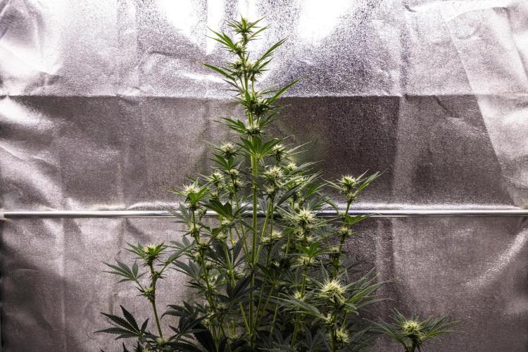 Royal Cheese - Farm #22. Week 5 - Royal Cheese - Day 35.