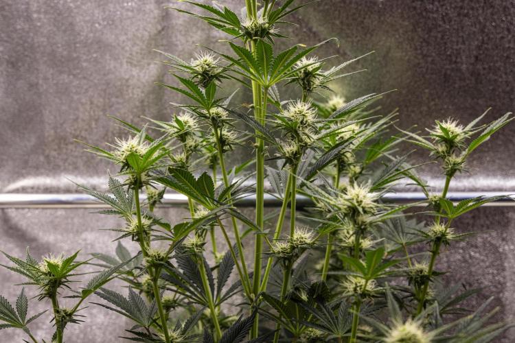 Royal Cheese - Farm #22. Week 5 - Royal Cheese - Day 35.
