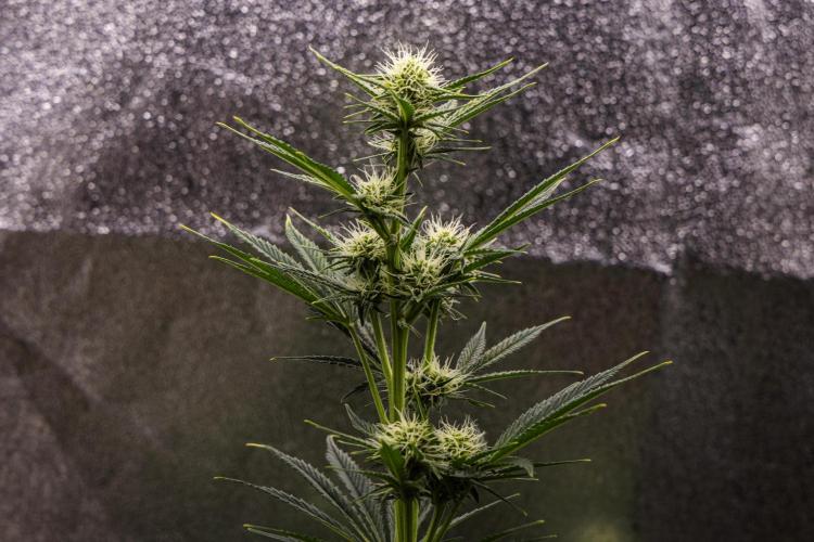 Royal Cheese - Farm #22. Week 5 - Royal Cheese - Day 35.