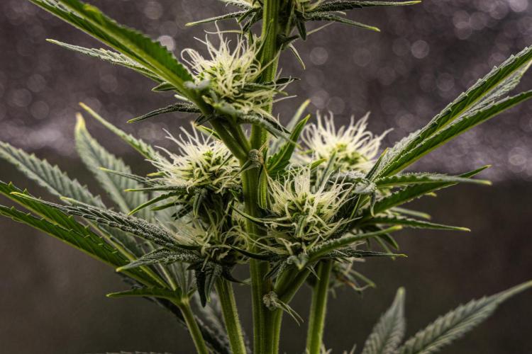Royal Cheese - Farm #22. Week 5 - Royal Cheese - Day 35.