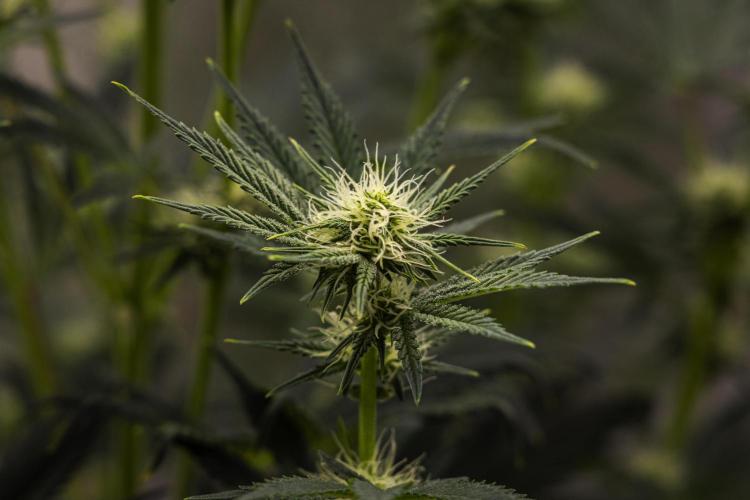 Royal Cheese - Farm #22. Week 5 - Royal Cheese - Day 35.