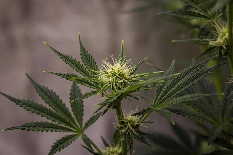 Royal Cheese - Farm #22. Week 5 - Royal Cheese - Day 35.