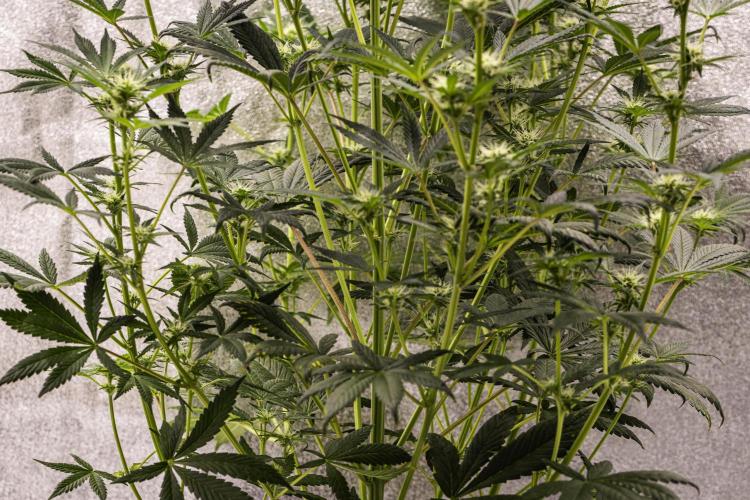 Royal Cheese - Farm #22. Week 5 - Royal Cheese - Day 35.