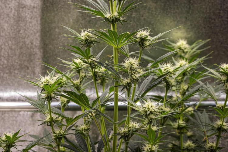 Royal Cheese - Farm #22. Week 5 - Royal Cheese - Day 35.