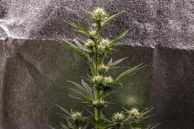 Royal Cheese - Farm #22. Week 5 - Royal Cheese - Day 35.