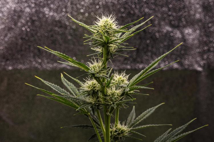 Royal Cheese - Farm #22. Week 5 - Royal Cheese - Day 35.
