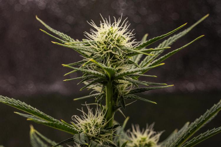 Royal Cheese - Farm #22. Week 5 - Royal Cheese - Day 35.