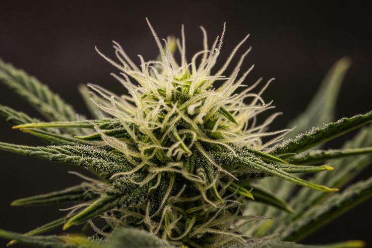 Royal Cheese Automatic. Week 5
