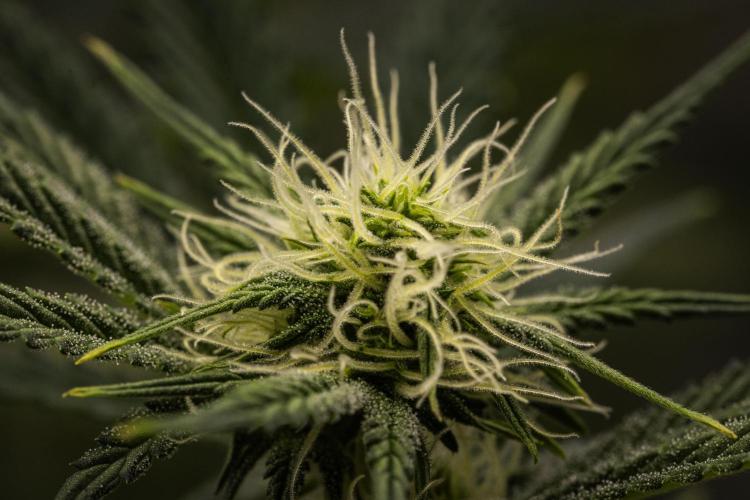 Royal Cheese - Farm #22. Week 5 - Royal Cheese - Day 35.
