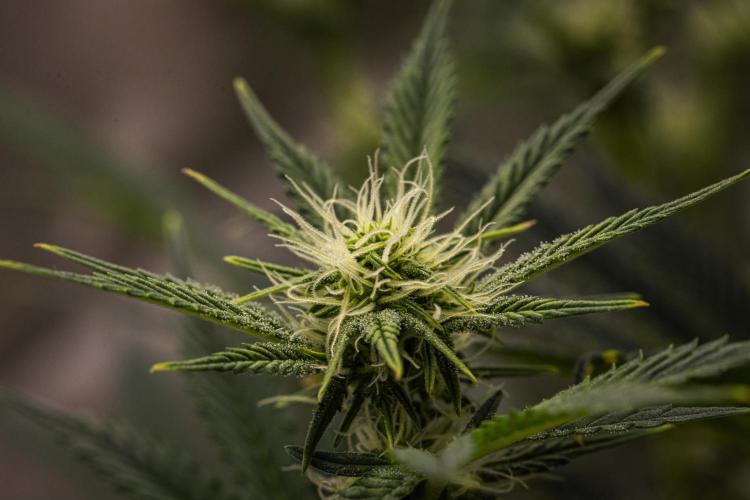 Royal Cheese - Farm #22. Week 5 - Royal Cheese - Day 35.