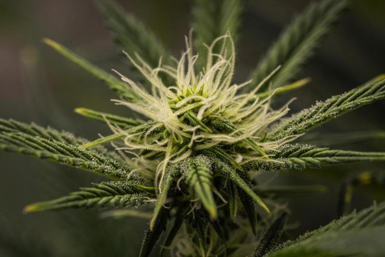 Royal Cheese - Farm #22. Week 5 - Royal Cheese - Day 35.