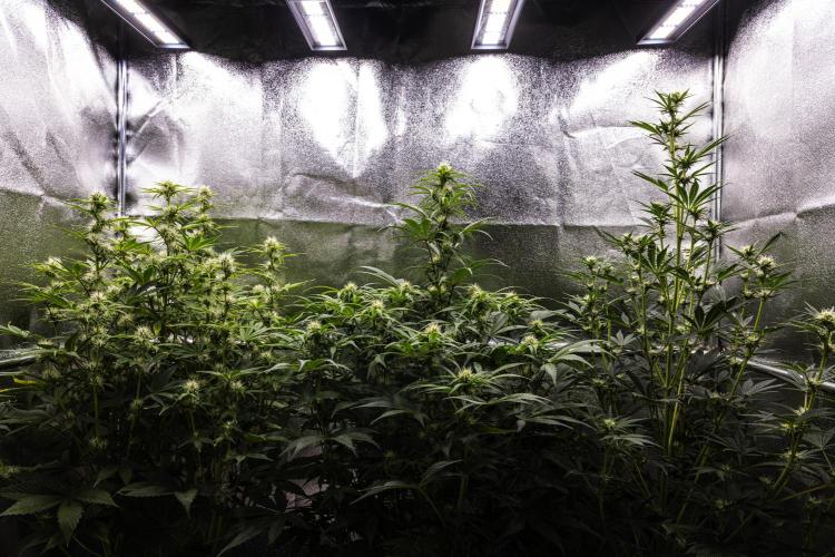 Mexican Rush - Farm #22. Week 6 - Butterflies Little Farm - Week 6.