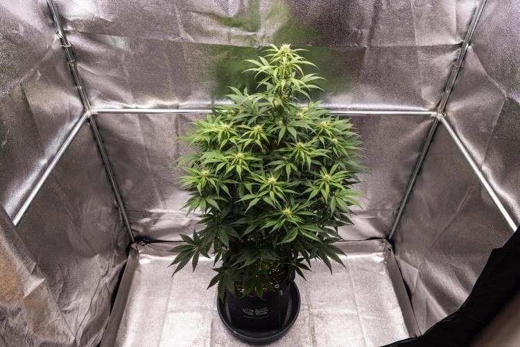 Mexican Rush - Farm #22. Week 6 - Mexican Rush - Day 42.