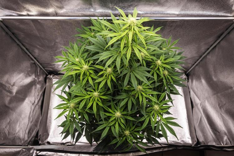 Mexican Rush - Farm #22. Week 6 - Mexican Rush - Day 42.