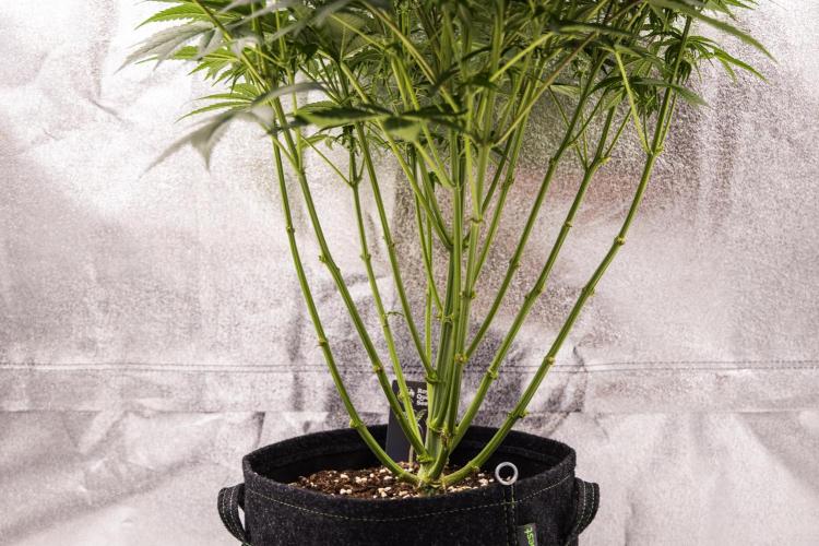 Mexican Rush - Farm #22. Week 6 - Mexican Rush - Day 42.