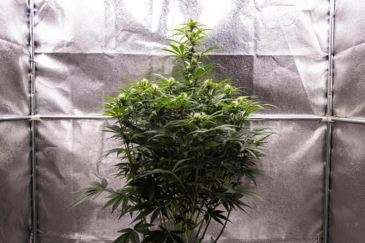 Mexican Rush - Farm #22. Week 6 - Mexican Rush - Day 42.