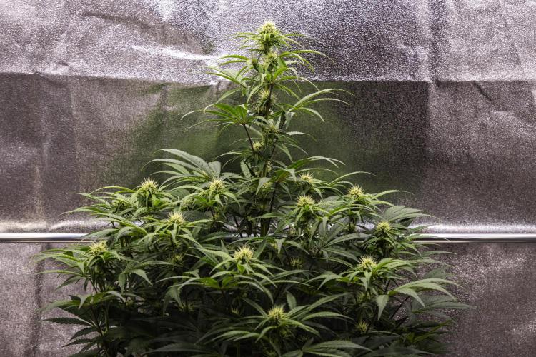 Mexican Rush - Farm #22. Week 6 - Mexican Rush - Day 42.