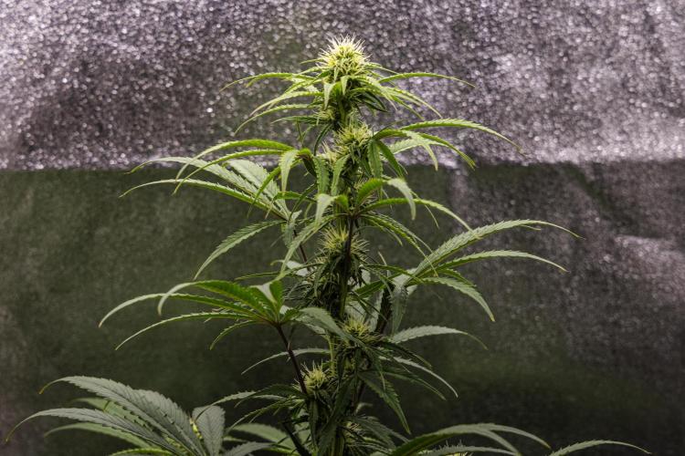 Mexican Rush - Farm #22. Week 6 - Mexican Rush - Day 42.