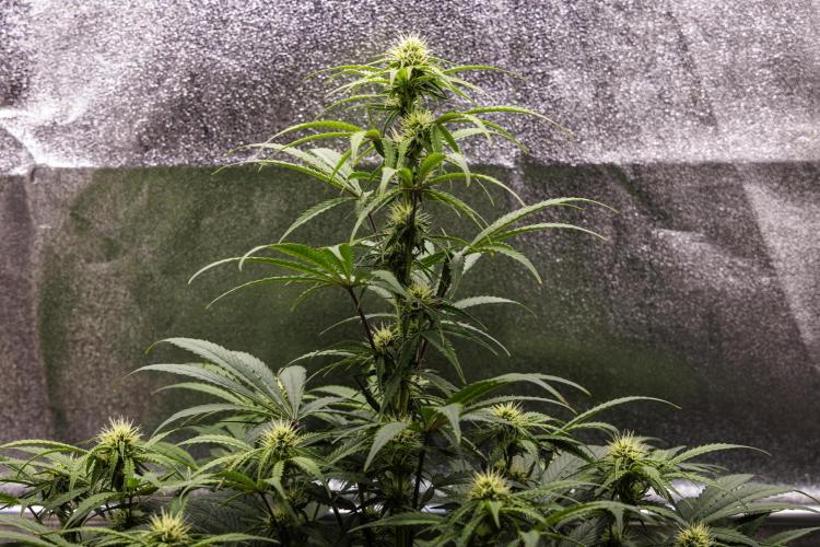 Mexican Rush - Farm #22. Week 6 - Mexican Rush - Day 42.