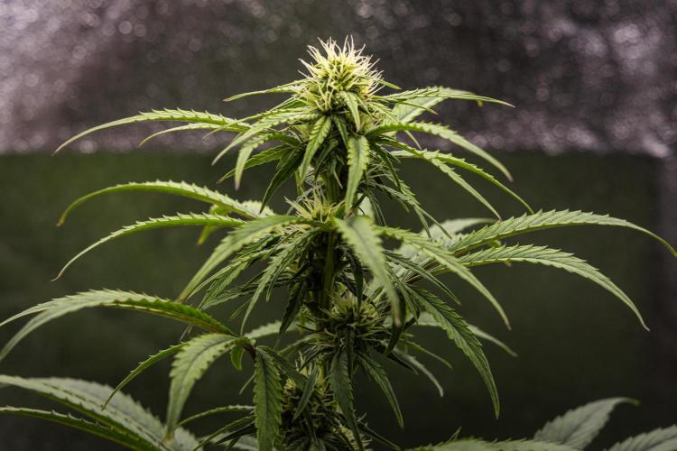 Mexican Rush - Farm #22. Week 6 - Mexican Rush - Day 42.