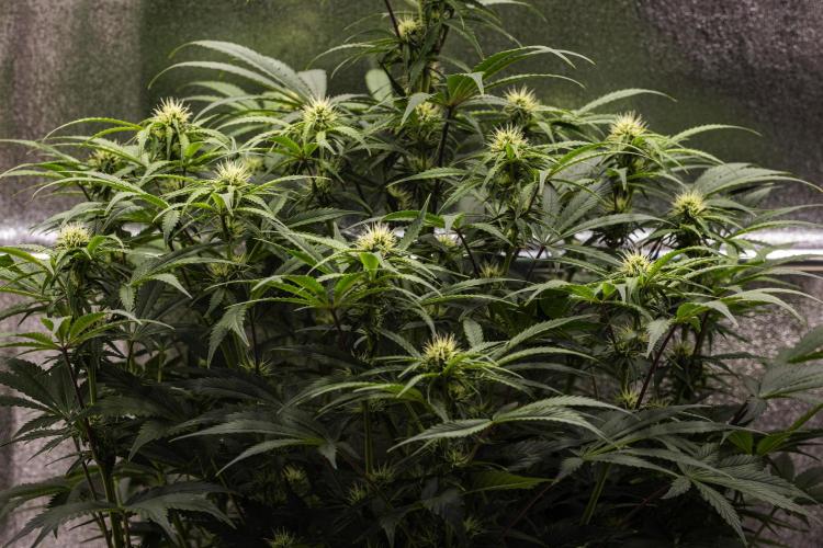 Mexican Rush - Farm #22. Week 6 - Mexican Rush - Day 42.