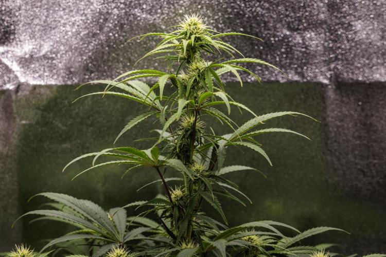 Mexican Rush - Farm #22. Week 6 - Mexican Rush - Day 42.