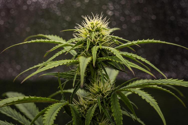 Mexican Rush - Farm #22. Week 6 - Mexican Rush - Day 42.