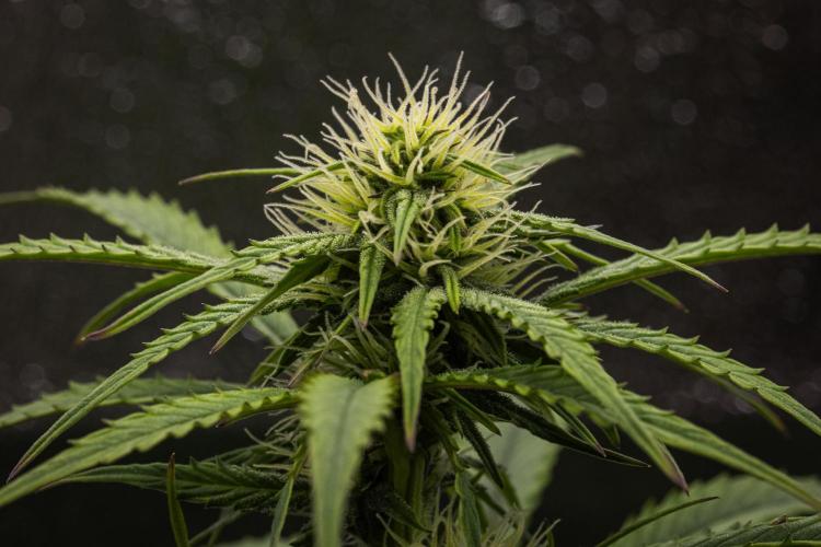 Mexican Rush - Farm #22. Week 6 - Mexican Rush - Day 42.