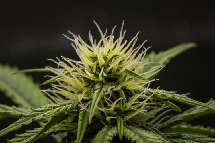 Mexican Rush Auto. Week 6