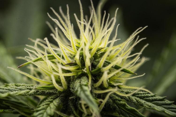 Mexican Rush - Farm #22. Week 6 - Mexican Rush - Day 42.