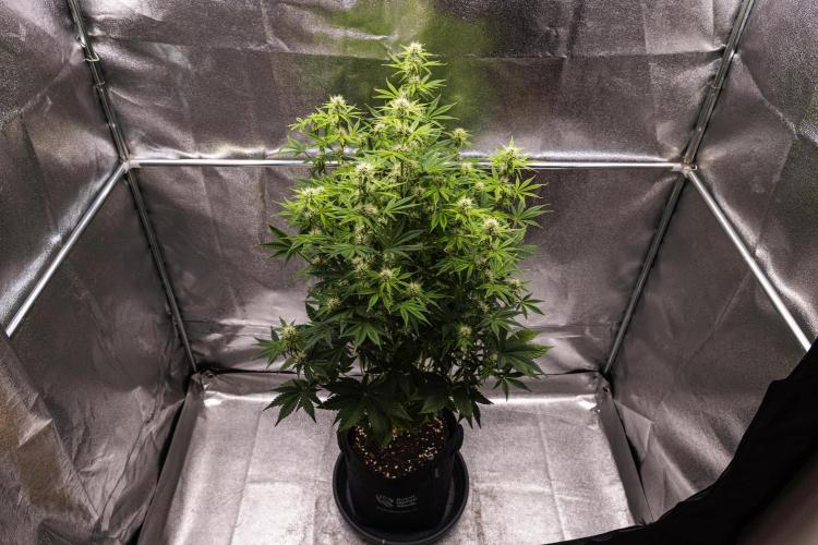 Apple Fritter - Farm #22. Week 6 - Apple Fritter - Day 42.