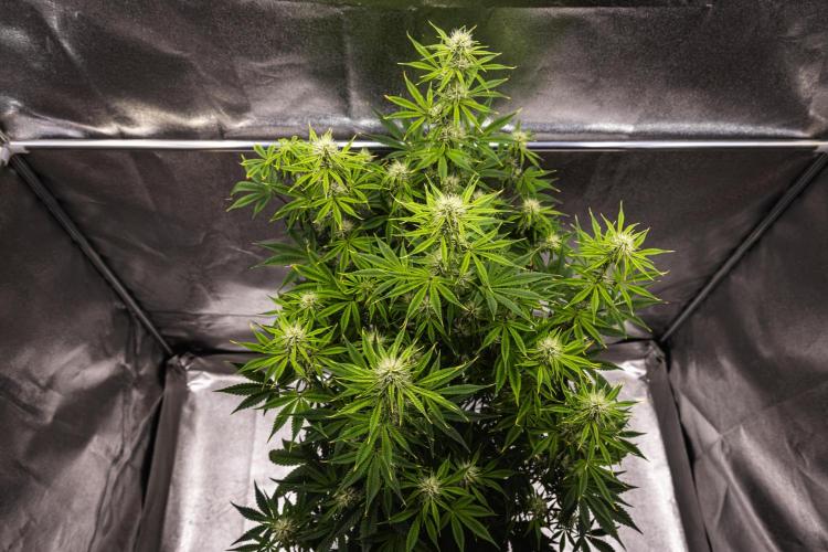 Apple Fritter - Farm #22. Week 6 - Apple Fritter - Day 42.