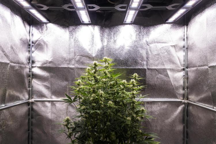 Apple Fritter - Farm #22. Week 6 - Apple Fritter - Day 42.