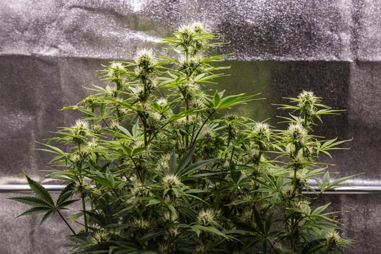 Apple Fritter - Farm #22. Week 6 - Apple Fritter - Day 42.