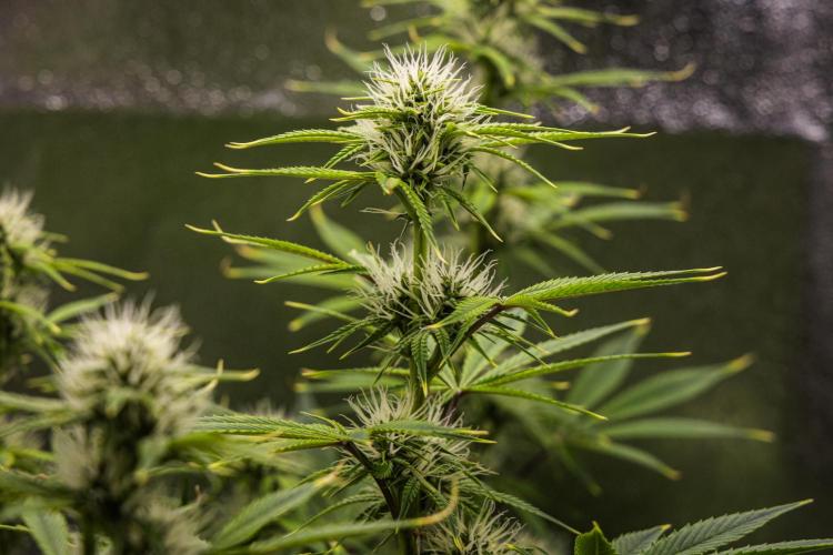 Apple Fritter - Farm #22. Week 6 - Apple Fritter - Day 42.