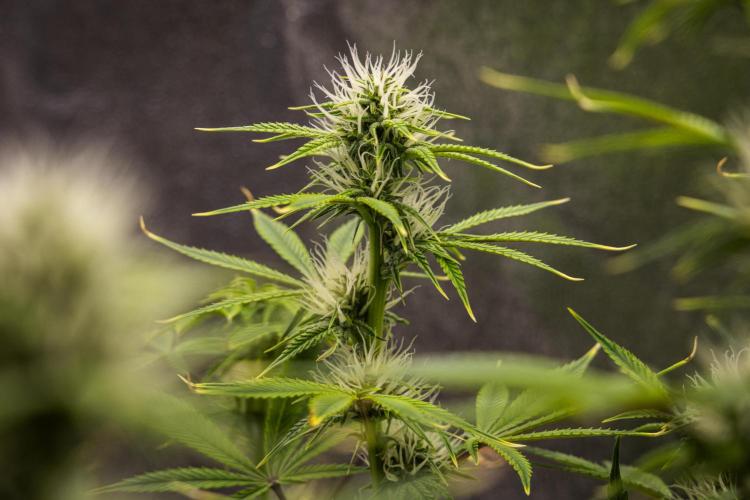 Apple Fritter - Farm #22. Week 6 - Apple Fritter - Day 42.
