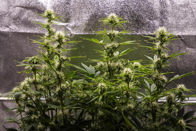 Apple Fritter - Farm #22. Week 6 - Apple Fritter - Day 42.