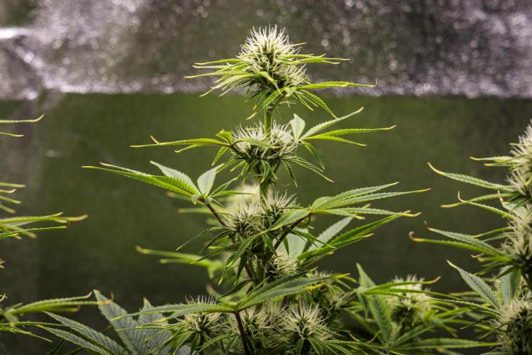 Apple Fritter - Farm #22. Week 6 - Apple Fritter - Day 42.