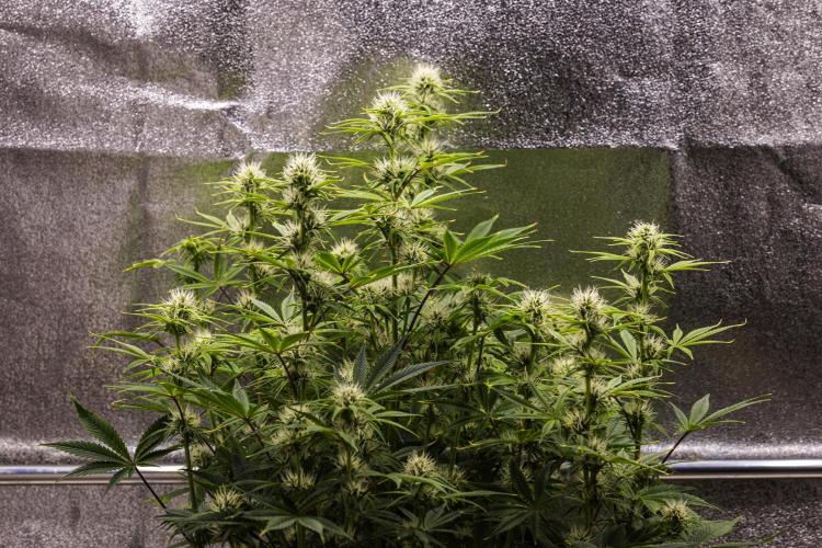 Apple Fritter - Farm #22. Week 6 - Apple Fritter - Day 42.