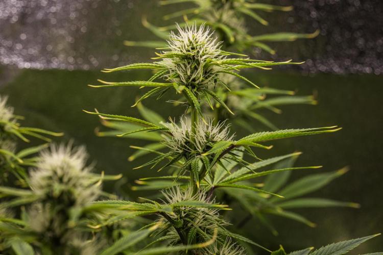 Apple Fritter - Farm #22. Week 6 - Apple Fritter - Day 42.