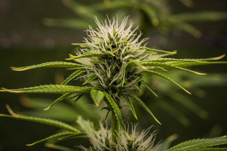Apple Fritter - Farm #22. Week 6 - Apple Fritter - Day 42.