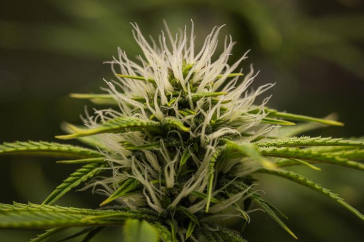 Apple Fritter - Farm #22. Week 6 - Apple Fritter - Day 42.