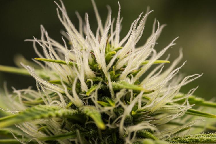 Apple Fritter Automatic. Week 6