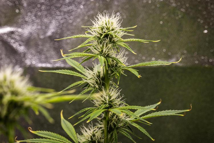 Apple Fritter - Farm #22. Week 6 - Apple Fritter - Day 42.
