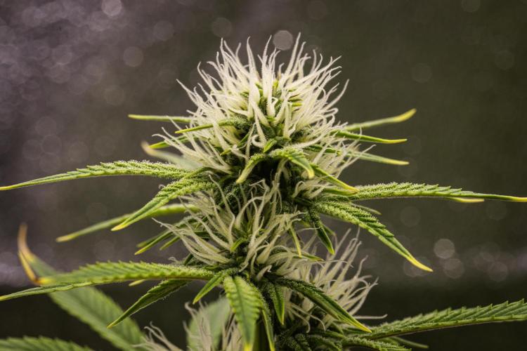 Apple Fritter - Farm #22. Week 6 - Apple Fritter - Day 42.