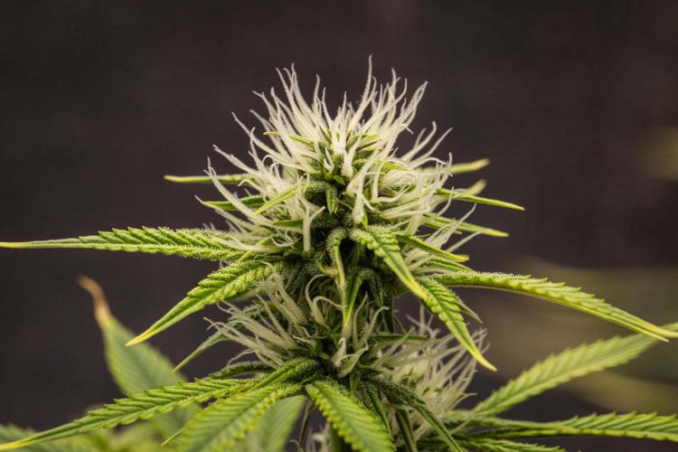 Apple Fritter - Farm #22. Week 6 - Apple Fritter - Day 42.