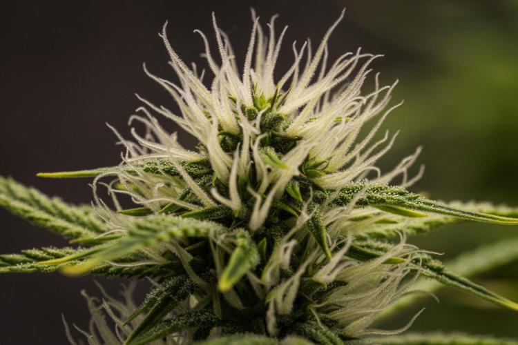 Apple Fritter - Farm #22. Week 6 - Apple Fritter - Day 42.