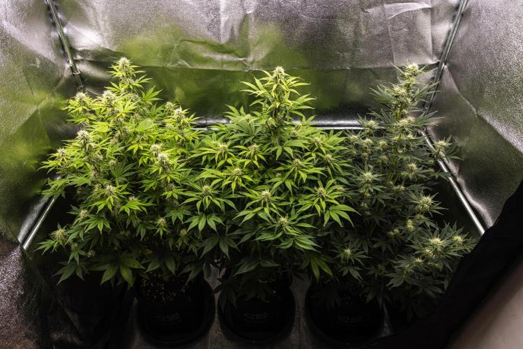Royal Cheese - Farm #22. Week 6 - Butterflies Little Farm - Week 6.